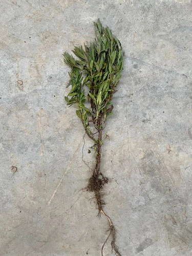 Plants d'hysope officinale