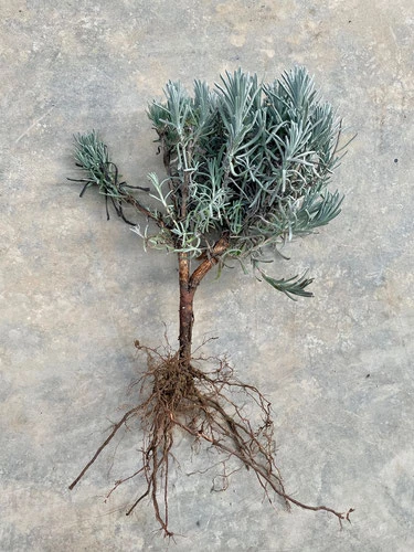 Plants de LAVANDE "maillette"