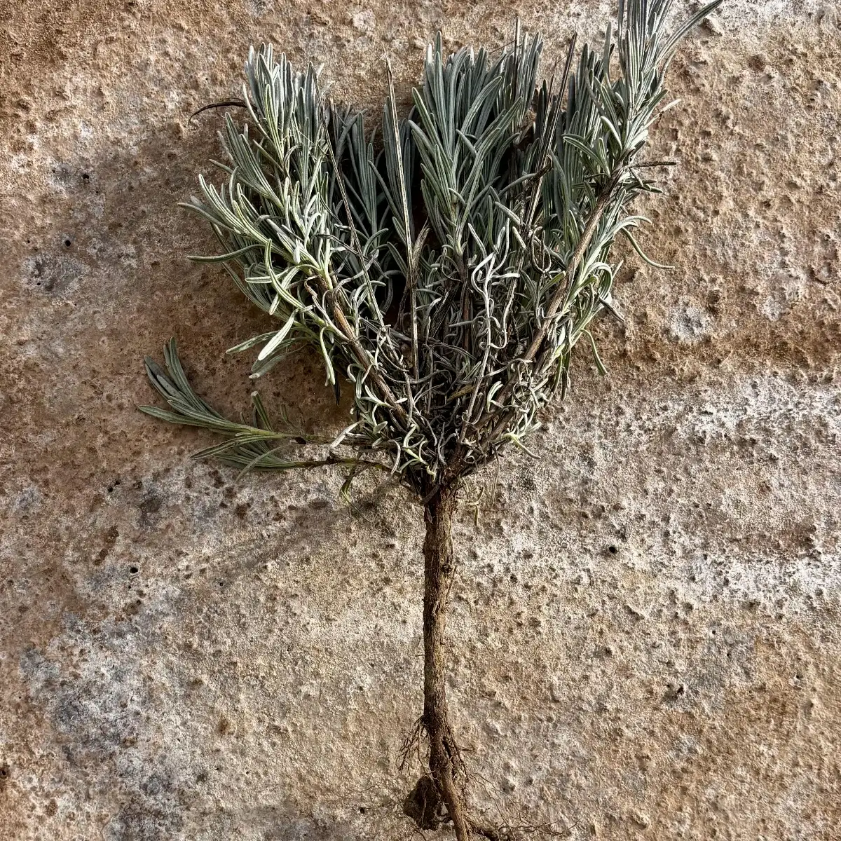 Plant de LAVANDIN "grosso"