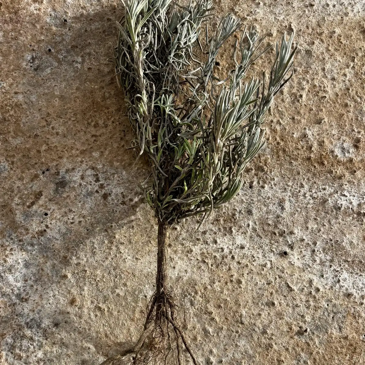 Plants de LAVANDE "maillette"