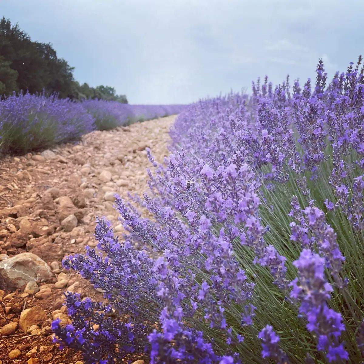 Plants de LAVANDE "maillette"