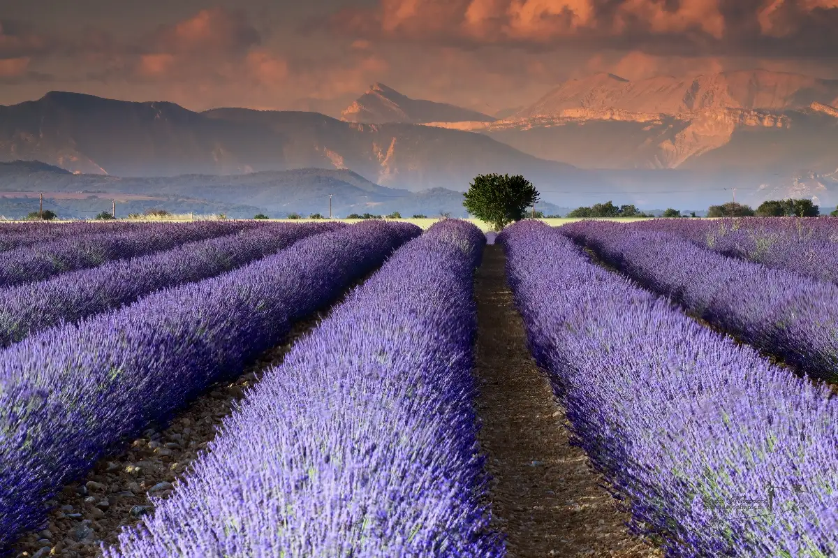 Plant de LAVANDIN "grosso"